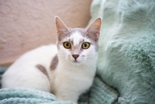 FEYA, Katze, Europäisch Kurzhaar in Zypern - Bild 4