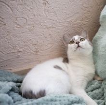 FEYA, Katze, Europäisch Kurzhaar in Zypern - Bild 5