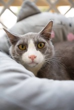 OLIVER, Katze, Europäisch Kurzhaar in Zypern - Bild 1