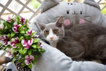 OLIVER, Katze, Europäisch Kurzhaar in Zypern - Bild 2