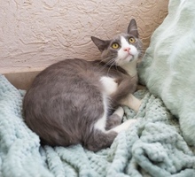 OLIVER, Katze, Europäisch Kurzhaar in Zypern - Bild 3