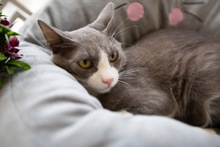 OLIVER, Katze, Europäisch Kurzhaar in Zypern - Bild 4