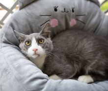 OLIVER, Katze, Europäisch Kurzhaar in Zypern - Bild 5