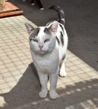 PIPPO, Katze, Europäisch Kurzhaar in Spanien