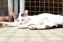 PIPPO, Katze, Europäisch Kurzhaar in Spanien - Bild 2
