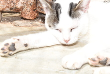 PIPPO, Katze, Europäisch Kurzhaar in Spanien - Bild 3