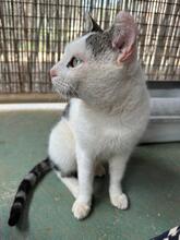 PIPPO, Katze, Europäisch Kurzhaar in Spanien - Bild 4
