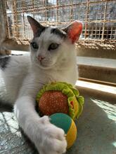 PIPPO, Katze, Europäisch Kurzhaar in Spanien - Bild 5