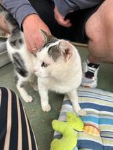 PIPPO, Katze, Europäisch Kurzhaar in Spanien - Bild 6