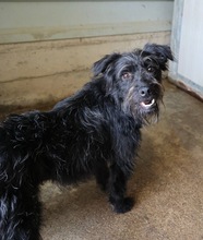 AMY, Hund, Schnauzer-Mix in Rumänien - Bild 1