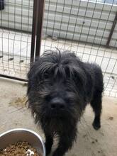 AMY, Hund, Schnauzer-Mix in Rumänien - Bild 2