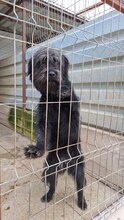 AMY, Hund, Schnauzer-Mix in Rumänien - Bild 3