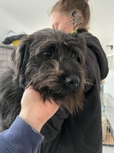 AMY, Hund, Schnauzer-Mix in Rumänien - Bild 4