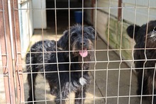 AMY, Hund, Schnauzer-Mix in Rumänien - Bild 5