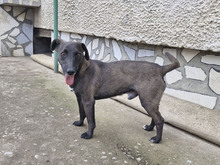 BAILY, Hund, Mischlingshund in Bulgarien - Bild 1