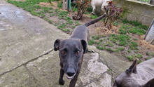 BAILY, Hund, Mischlingshund in Bulgarien - Bild 10