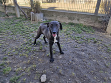 BAILY, Hund, Mischlingshund in Bulgarien - Bild 11