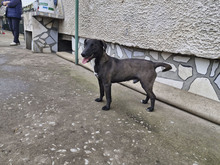 BAILY, Hund, Mischlingshund in Bulgarien - Bild 12