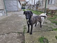 BAILY, Hund, Mischlingshund in Bulgarien - Bild 14