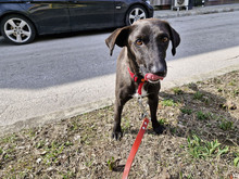 BAILY, Hund, Mischlingshund in Bulgarien - Bild 15