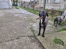 BAILY, Hund, Mischlingshund in Bulgarien - Bild 17