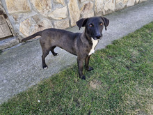 BAILY, Hund, Mischlingshund in Bulgarien - Bild 2