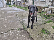 BAILY, Hund, Mischlingshund in Bulgarien - Bild 3