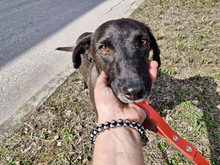 BAILY, Hund, Mischlingshund in Bulgarien - Bild 4