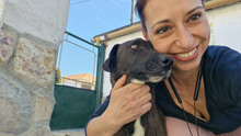 BAILY, Hund, Mischlingshund in Bulgarien - Bild 5