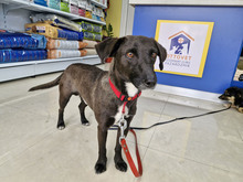 BAILY, Hund, Mischlingshund in Bulgarien - Bild 7