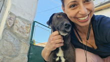BAILY, Hund, Mischlingshund in Bulgarien - Bild 8