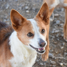 ELVIS, Hund, Mischlingshund in Spanien - Bild 1