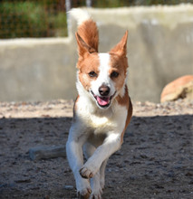 ELVIS, Hund, Mischlingshund in Spanien - Bild 2