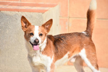 ELVIS, Hund, Mischlingshund in Spanien - Bild 3