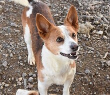 ELVIS, Hund, Mischlingshund in Spanien - Bild 4