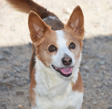 ELVIS, Hund, Mischlingshund in Spanien - Bild 5