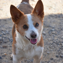 ELVIS, Hund, Mischlingshund in Spanien - Bild 6