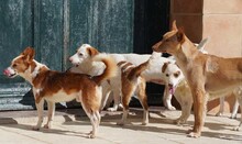 ELVIS, Hund, Mischlingshund in Spanien - Bild 7
