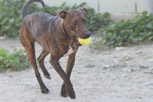 OZZY, Hund, Galgo Español-Podenco-Mix in Berlin