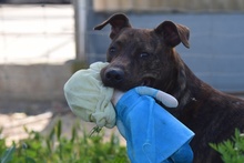 OZZY, Hund, Galgo Español-Podenco-Mix in Berlin - Bild 2