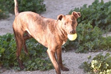 OZZY, Hund, Galgo Español-Podenco-Mix in Berlin - Bild 3