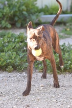 OZZY, Hund, Galgo Español-Podenco-Mix in Berlin - Bild 4