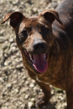 OZZY, Hund, Galgo Español-Podenco-Mix in Berlin - Bild 5