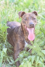 OZZY, Hund, Galgo Español-Podenco-Mix in Berlin - Bild 6