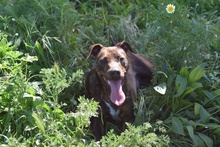 OZZY, Hund, Galgo Español-Podenco-Mix in Berlin - Bild 7