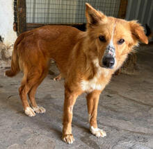 KARLA, Hund, Mischlingshund in Portugal - Bild 1