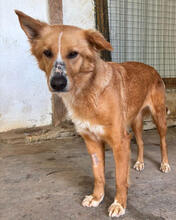KARLA, Hund, Mischlingshund in Portugal - Bild 2