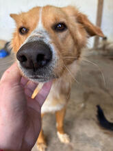 KARLA, Hund, Mischlingshund in Portugal - Bild 3