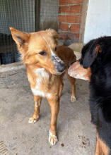 KARLA, Hund, Mischlingshund in Portugal - Bild 4