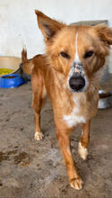 KARLA, Hund, Mischlingshund in Portugal - Bild 5